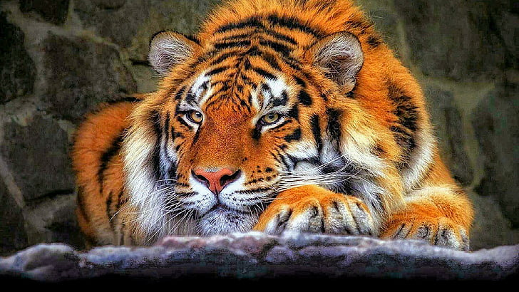 harimau, seni, kucing besar, Wallpaper HD