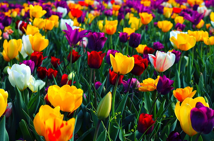 Colorful Flowers HD Wallpaper, campo de tulipanes de colores variados, Estaciones, Primavera, Flor, Púrpura, Amarillo, Contraste, Parque, Tulipán, Fondo de pantalla HD