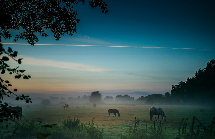 cheval blanc, photographie, paysage, cheval, lever du soleil, champ, brouillard, matin, herbe, arbres, arbustes, Allemagne, Fond d'écran HD