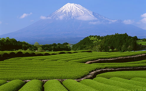 nature, landscape, green, plants, field, trees, mountains, snow, Mount Fuji, Japan, HD wallpaper HD wallpaper
