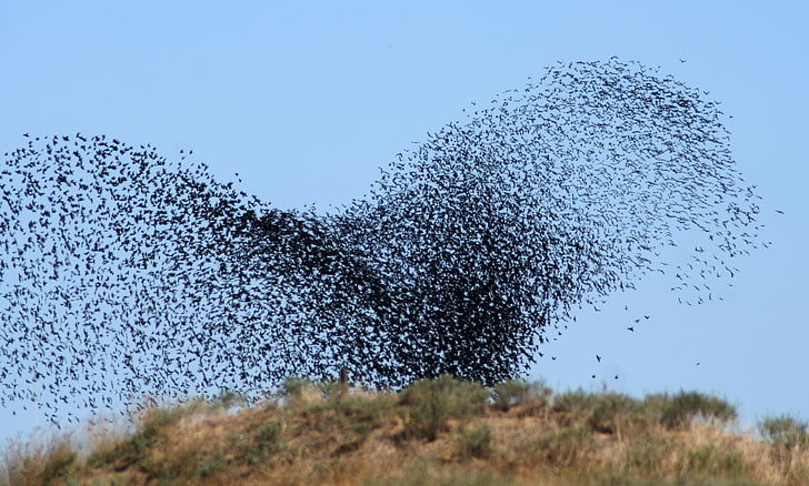 flock of black birds, birds, swarm, flight, take-off, HD wallpaper