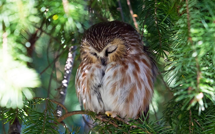 brown owl, nature, owl, sleeping, bokeh, birds, pine trees, HD wallpaper
