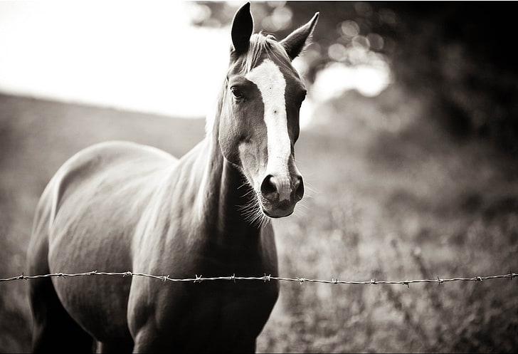 kuda, setia, tuan, menunggu, Menunggu kamu, Wallpaper HD