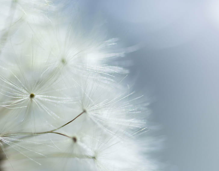 HD, Whispered, Wishes, HD, dandelion, white, soft, heavenly, macro, mondays, nature, plant, seed, close-up, flower, springtime, summer, softness, fluffy, fragility, single Flower, HD wallpaper