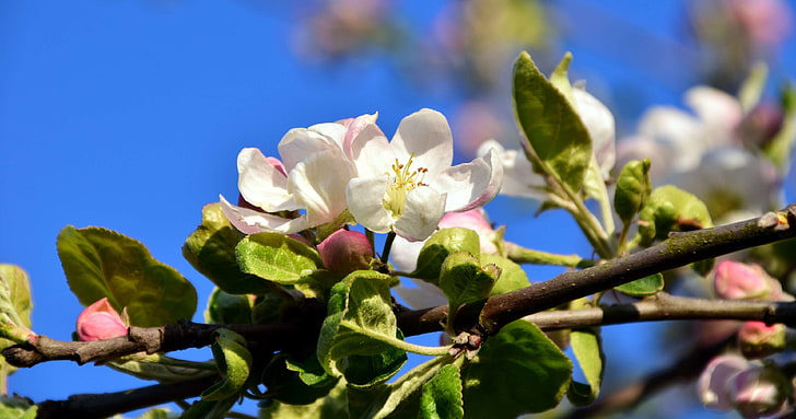 apple blossom, apple blossom branch, apple tree, apple tree flowers, april, bloom, blossom, flowering twig, fruit tree, nature, plant, sky, spring, tree, white, HD wallpaper