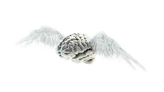 cerveau, ailes, voler, Fond d'écran HD HD wallpaper