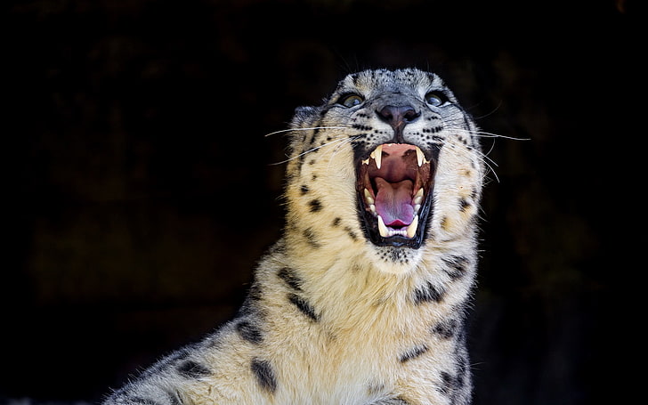 leopardo adulto, depredador, sonrisa, IRBIS, leopardo de las nieves, gato salvaje, Fondo de pantalla HD