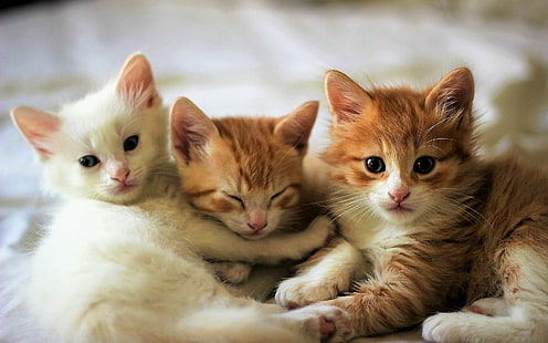 Katzen, Katze, Tier, Tierbaby, Niedlich, Kätzchen, HD-Hintergrundbild HD wallpaper