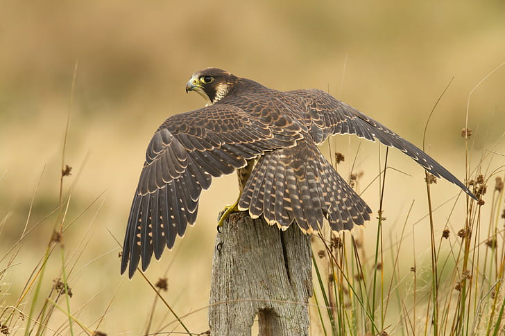 Peregrine falcon, falcon coklat, peregride, falcon, Bird, Nature, terbaik, Wallpaper HD