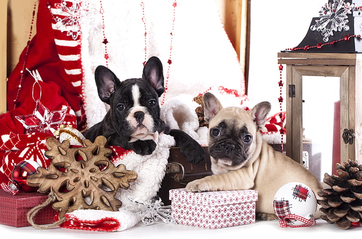 две тенни и черни кученца на френски булдог, кучета, декорация, кученца, подаръци, френски булдог, HD тапет
