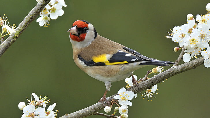 นก, Goldfinch, สัตว์, นก, ดอก, สาขา, European Goldfinch, ดอกไม้, วอลล์เปเปอร์ HD