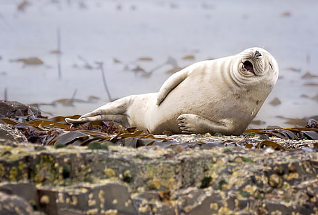 white sea lion, nature, animals, humor, winner, photography, contests, wildlife, seals, laughing, water, rock, depth of field, stones, muzzles, HD wallpaper HD wallpaper