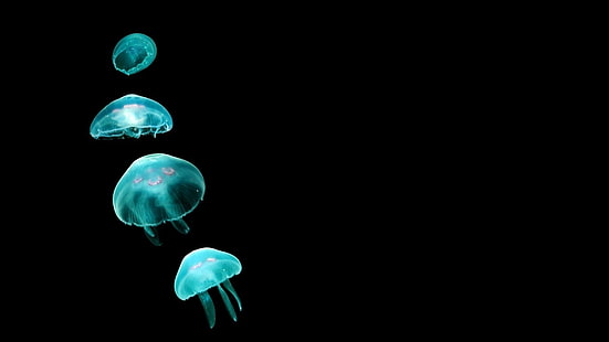 медузы, животные, черный фон, минимализм, медузы, HD обои HD wallpaper