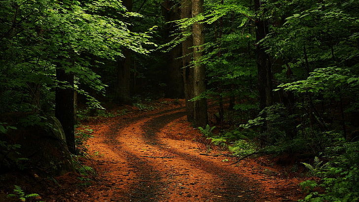 voie entre papier peint vert des arbres à feuilles, voie entre les arbres pendant la journée, nature, arbres, forêt, feuilles, branche, chemin, plantes, roche, mousse, route, fougères, chemin de terre, Fond d'écran HD