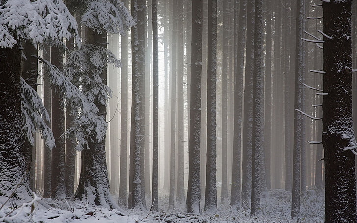 ствол на дървото, сняг, гора, пейзаж, зима, HD тапет