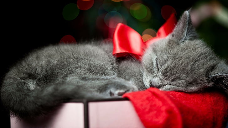 cat, ribbon, red ribbon, gift, bokeh lights, bokeh, cute, whiskers, kitten, christmas, christmas day, HD wallpaper