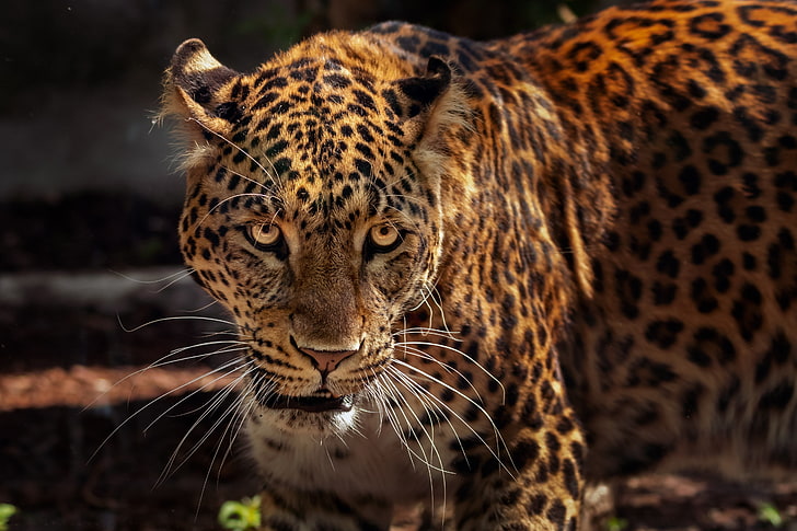 leopardo marrom, onça-pintada, predador, focinho, gato grande, animais selvagens, HD papel de parede