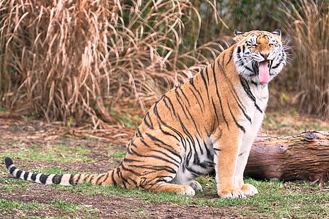 tiger, grin, predator, big cat, HD wallpaper HD wallpaper