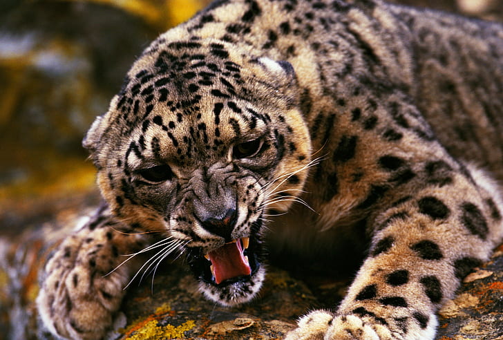 animales, leopardo, grandes felinos, Fondo de pantalla HD