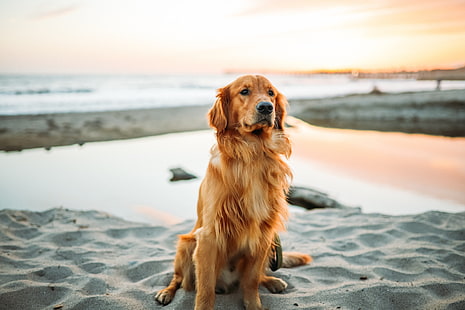 adult golden retriever, golden retriever, dog, sitting, sand, HD wallpaper HD wallpaper