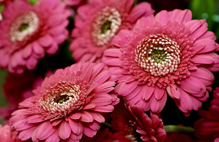 pink daisy, gerbera, merah, kelopak, close-up, Wallpaper HD