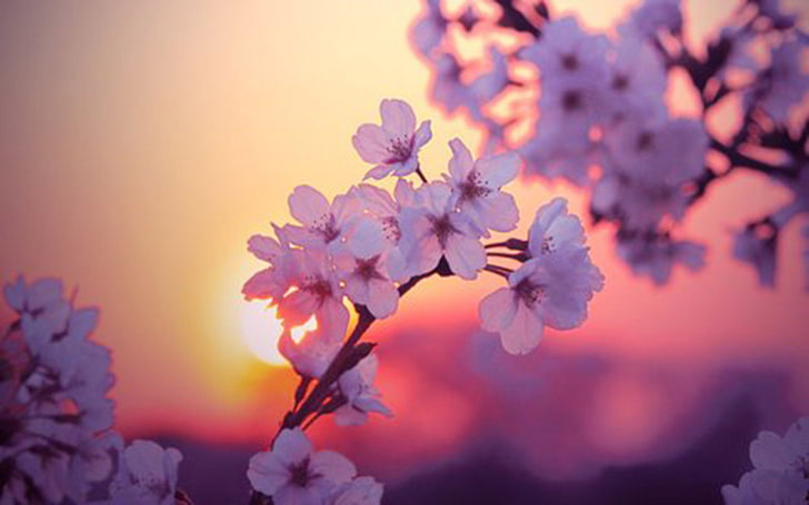 สกรีนเซฟเวอร์ดอกไม้, วอลล์เปเปอร์ HD