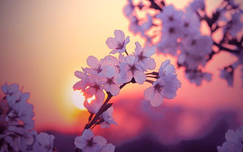 สกรีนเซฟเวอร์ดอกไม้, วอลล์เปเปอร์ HD HD wallpaper