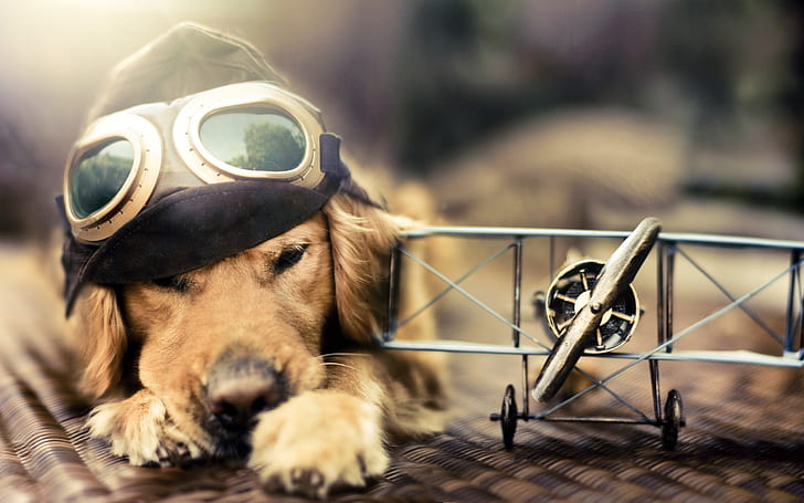 Pilot Dog, golden retriever puppy, funny, dog, toys, airplane, mask, hat, HD wallpaper