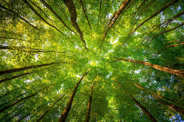 8k, Blätter, 5k, 4k, Sonnenlicht, Zweige, Bäume, Wald, HD-Hintergrundbild