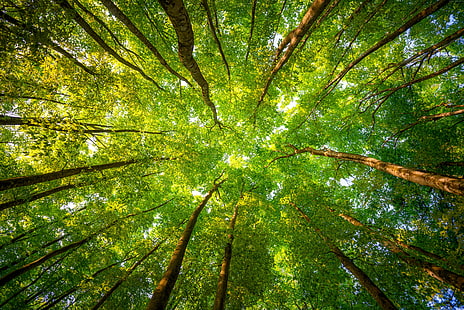 8k, folhas, 5k, 4k, luz solar, ramos, árvores, floresta, HD papel de parede HD wallpaper