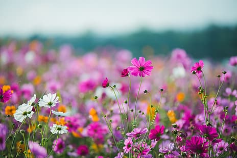 поле, лято, небето, слънце, цветя, цветни, ливада, розово, космос, HD тапет HD wallpaper