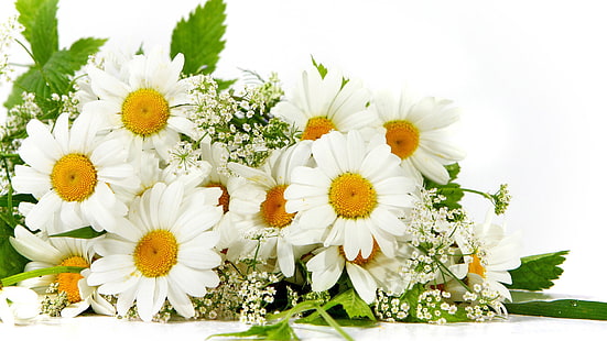 flower, daisy, plant, blossom, spring, petal, chamomile, bloom, garden, flowers, floral, summer, flora, pollen, natural, botany, fresh, blooming, yellow, leaf, bouquet, meadow, botanical, season, growth, closeup, freshness, bright, color, life, close, petals, decoration, leaves, camomile, white, colorful, herb, sunflower, spa, HD wallpaper HD wallpaper