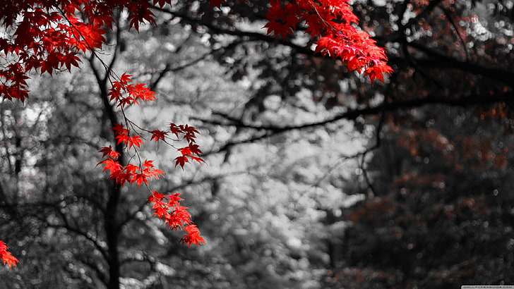 розовое лиственное дерево, селективная фотография красных цветов, природа, кленовые листья, избирательная окраска, боке, фото манипуляции, деревья, растения, HD обои