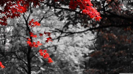 árbol de hojas rosadas, fotografía selectiva de flores rojas, naturaleza, hojas de arce, coloración selectiva, bokeh, manipulación de fotos, árboles, plantas, Fondo de pantalla HD HD wallpaper