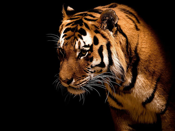 Grand tigre, tigre, gros chat, animaux, Fond d'écran HD