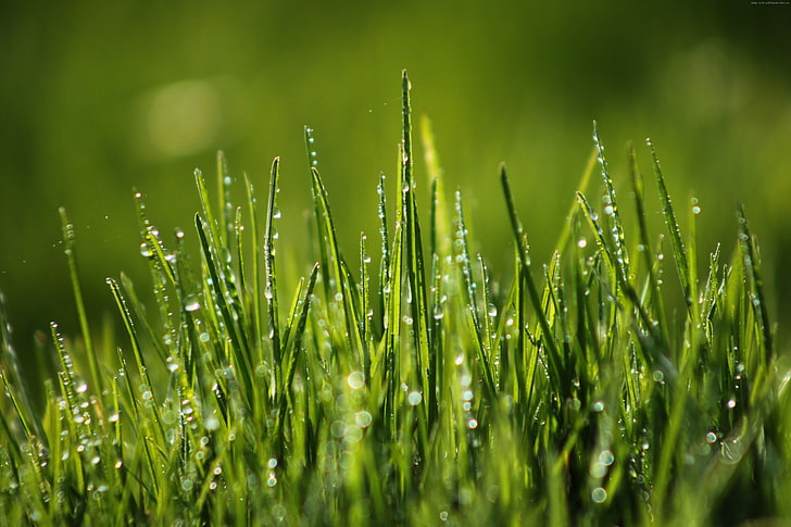 8k, field, 4k, dew, Green grass, HD wallpaper