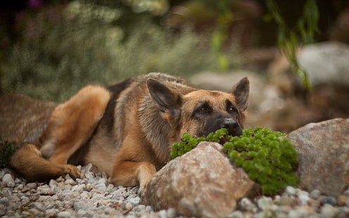 erwachsener deutscher schäferhund, tiere, hund, deutscher schäferhund, HD-Hintergrundbild HD wallpaper