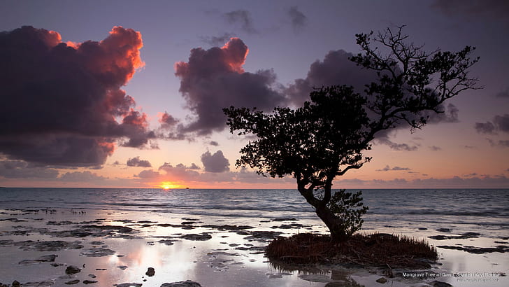 Mangrove Tree at Dawn, Spanish Key, Florida, Sunrises/Sunsets, HD wallpaper