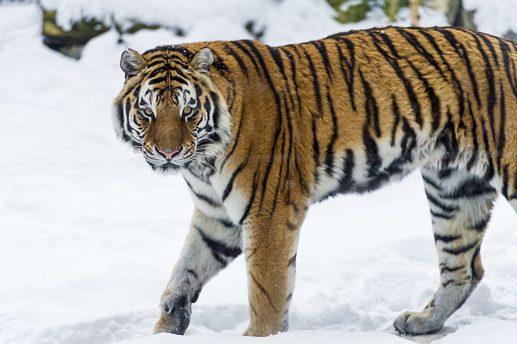 brown and black tiger, winter, cat, snow, tiger, predator, the Amur tiger, ©Tambako The Jaguar, HD wallpaper