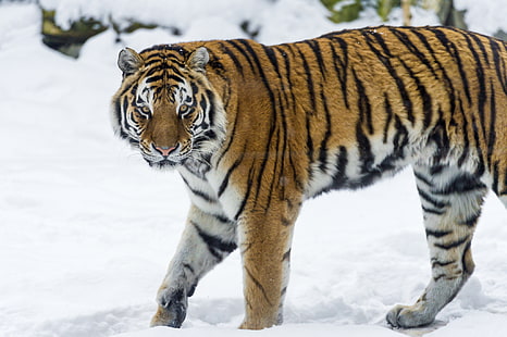 коричневый и черный тигр, зима, кот, снег, тигр, хищник, амурский тигр, © Tambako The Jaguar, HD обои HD wallpaper