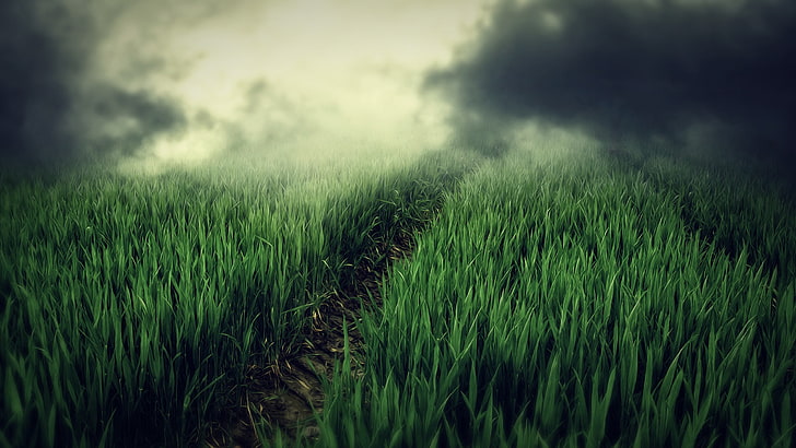 поле зеленой травы, трава, дорога, дым, HD обои
