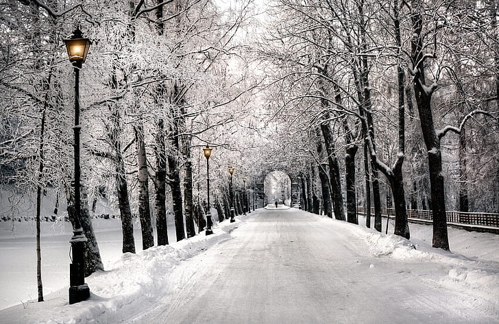 Фотография, Парк, Път, Сняг, Облицован с дървета, Зима, HD тапет