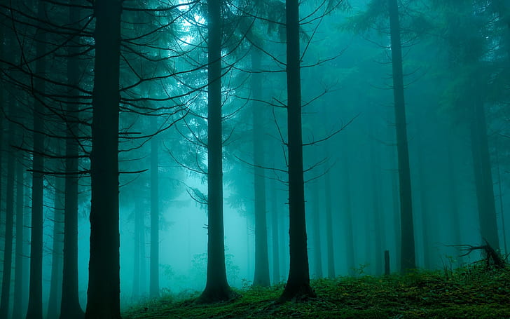 Forest, Building, Fog, Trees, Svol, Darkness, Mystery, HD wallpaper