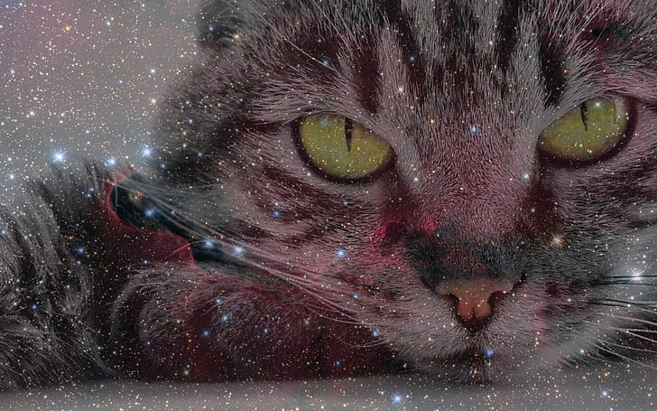 cat, look, space, HD wallpaper