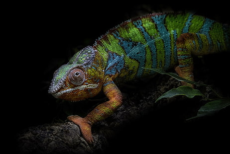 animals, colorful, chameleons, HD wallpaper HD wallpaper