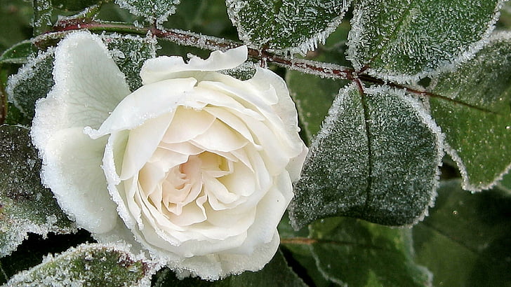 white rose, rose, frost, frozen, frosty, cold, HD wallpaper