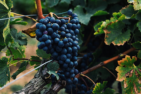 grappolo d'uva, uva, bacche, grappolo, vite, Sfondo HD HD wallpaper