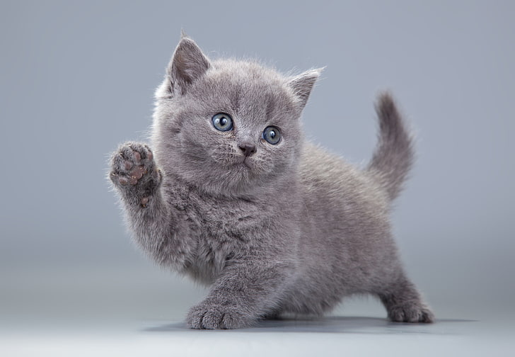 Russian blue kitten, kitty, grey, pussy, HD wallpaper