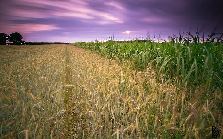 Farm Crop HD, brown wheat field, nature, farm, crop, HD wallpaper