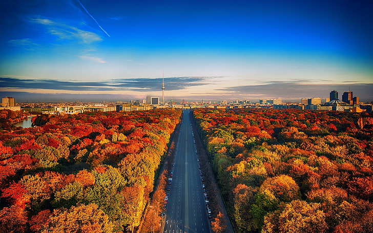 aerial photography of grey road in between orange leafed trees, nature, landscape, fall, colorful, cityscape, Berlin, architecture, highway, trees, building, urban, skyline, Germany, HD wallpaper